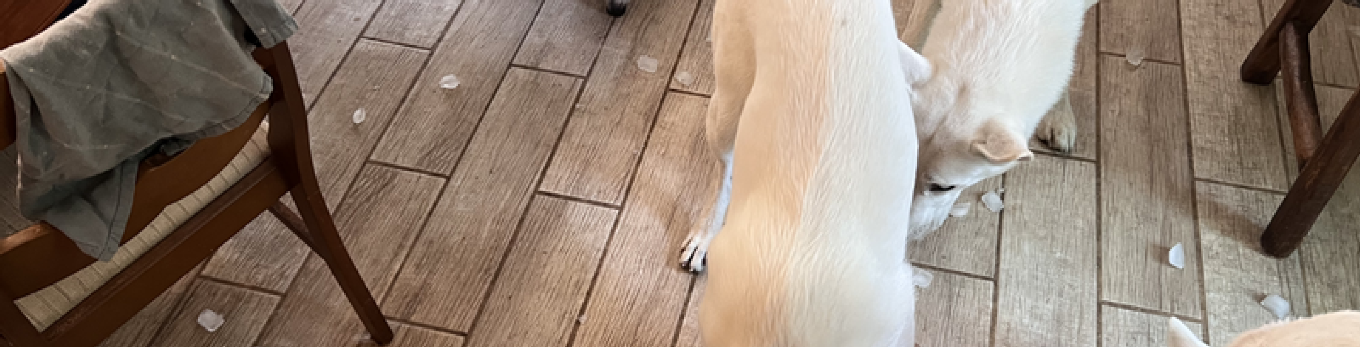 Sunnyside White Swiss Shepherds / Clarksville VA /