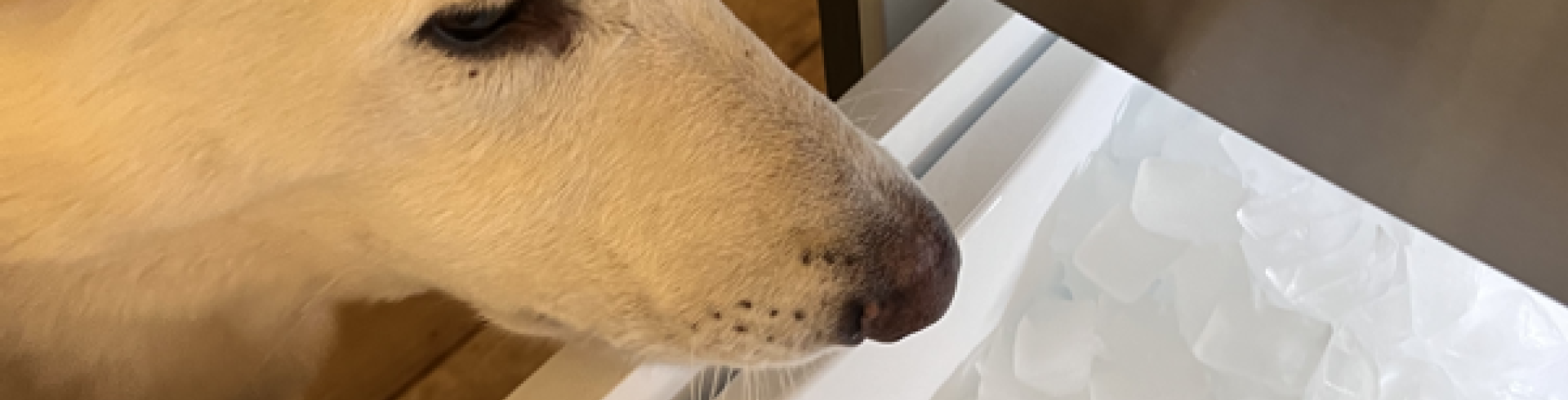 Sunnyside White Swiss Shepherds / Clarksville VA /