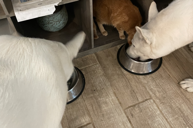 The Sunnyside Sisters Bed and Breakfast / Clarksville VA / Sharing is good