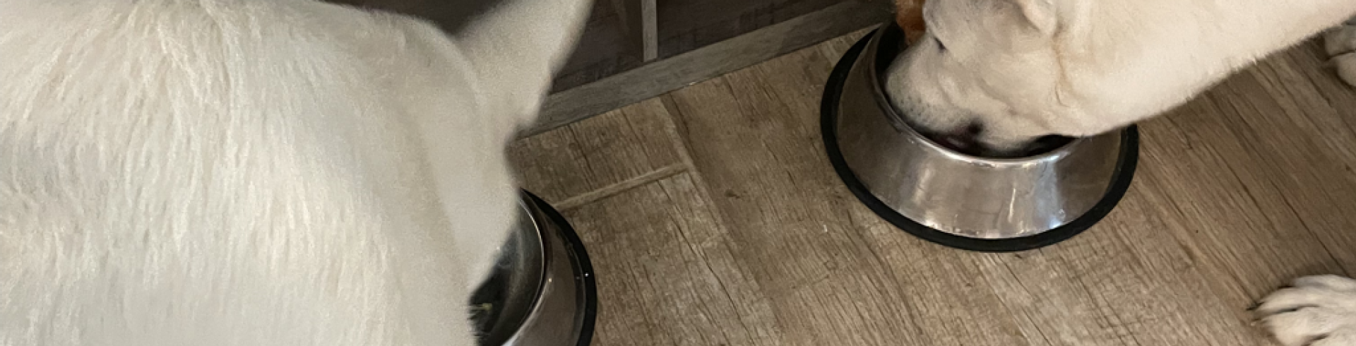 Sunnyside White Swiss Shepherds / Clarksville VA / Sharing is good