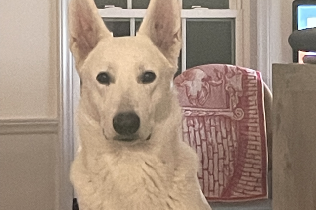 The Sunnyside Sisters Bed and Breakfast / Clarksville VA / Handsome Mijne withdrawn from breeding program.