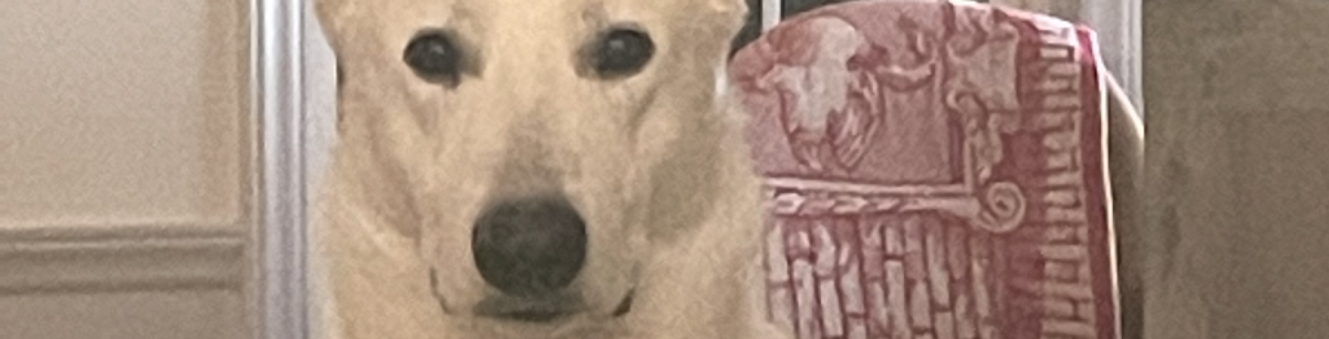 Sunnyside White Swiss Shepherds / Clarksville VA / Handsome Mijne withdrawn from breeding program.