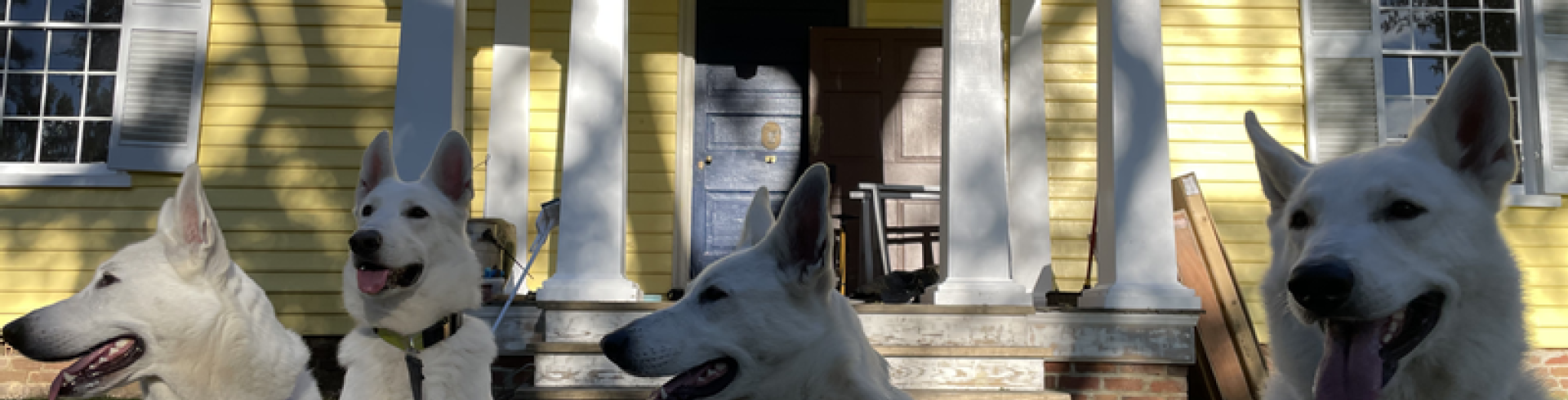 Sunnyside White Swiss Shepherds / Clarksville VA /