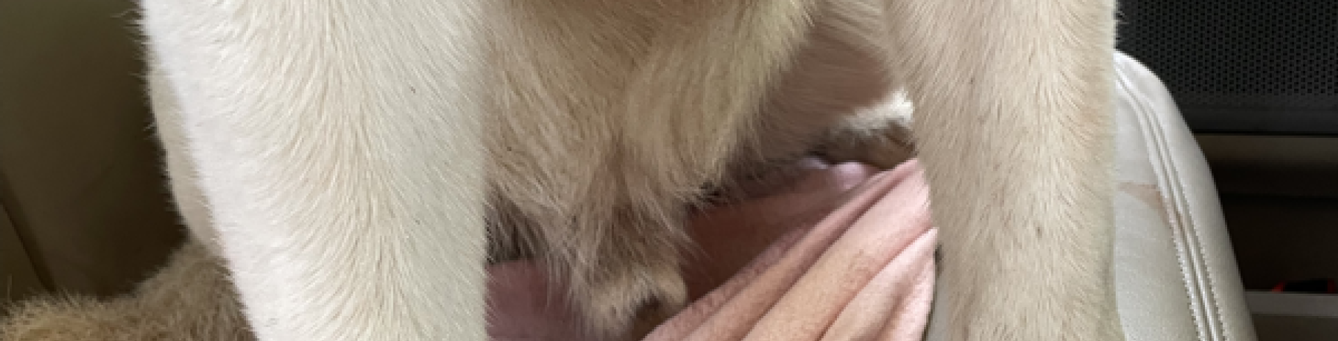 Sunnyside White Swiss Shepherds / Clarksville VA / Mojo got hurt big time