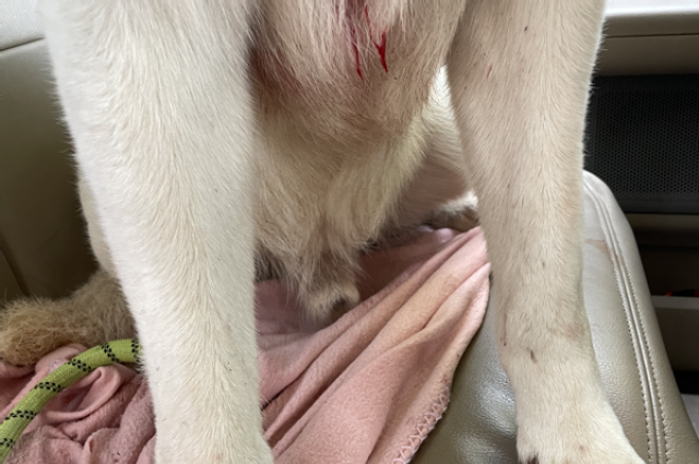 The Sunnyside Sisters Bed and Breakfast / Clarksville VA / Mojo got hurt big time