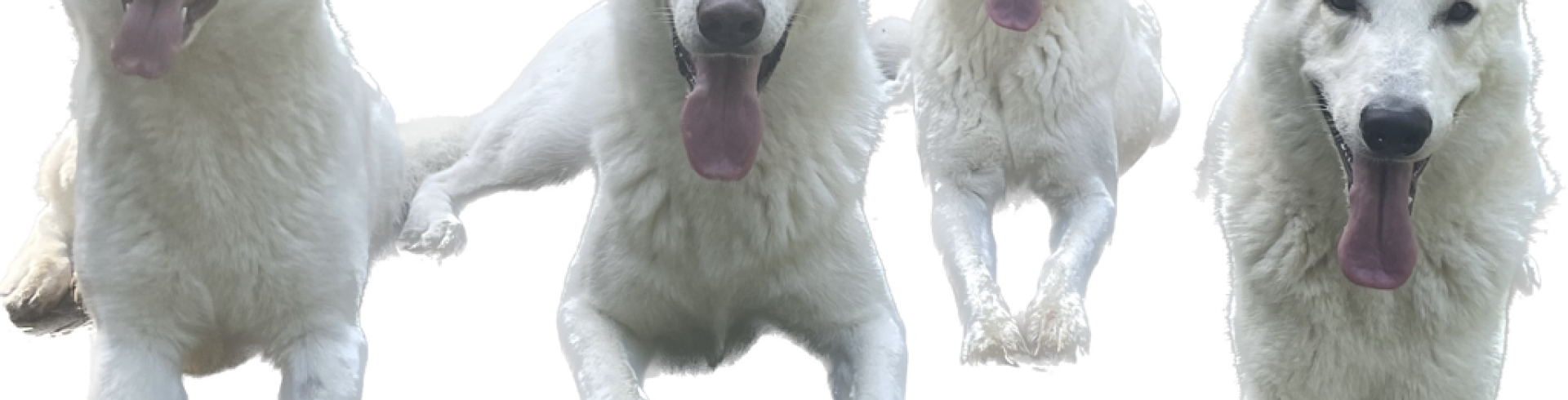 Sunnyside White Swiss Shepherds / Clarksville VA / Happy Holidays!!!