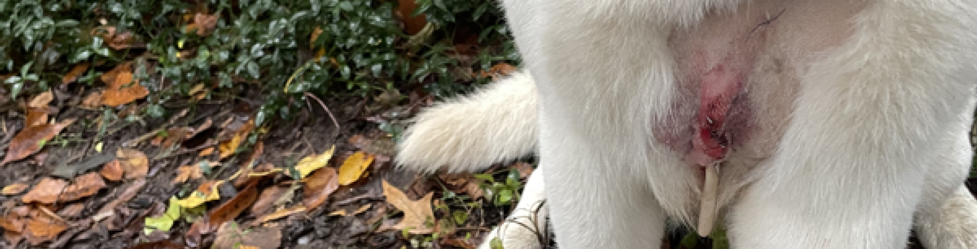 Sunnyside White Swiss Shepherds / Clarksville VA /