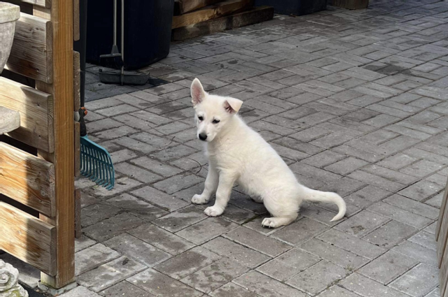 The Sunnyside Sisters Bed and Breakfast / Clarksville VA / Jessie now also FCI Puerto Rico registered