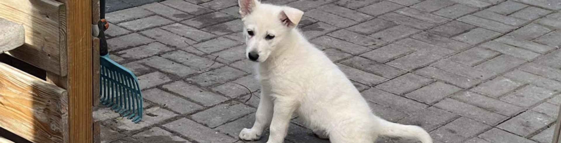 Sunnyside White Swiss Shepherds / Clarksville VA / Jessie now also FCI Puerto Rico registered