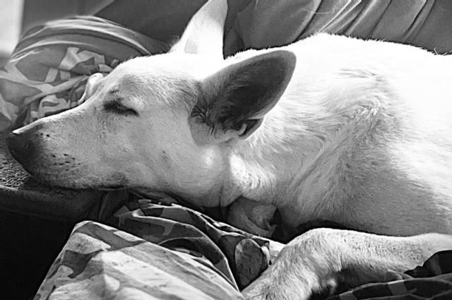 The Sunnyside Sisters Bed and Breakfast / Clarksville VA / My personal little helper