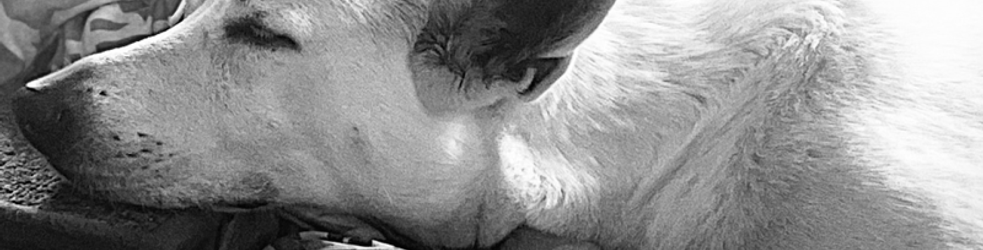 Sunnyside White Swiss Shepherds / Clarksville VA / My personal little helper