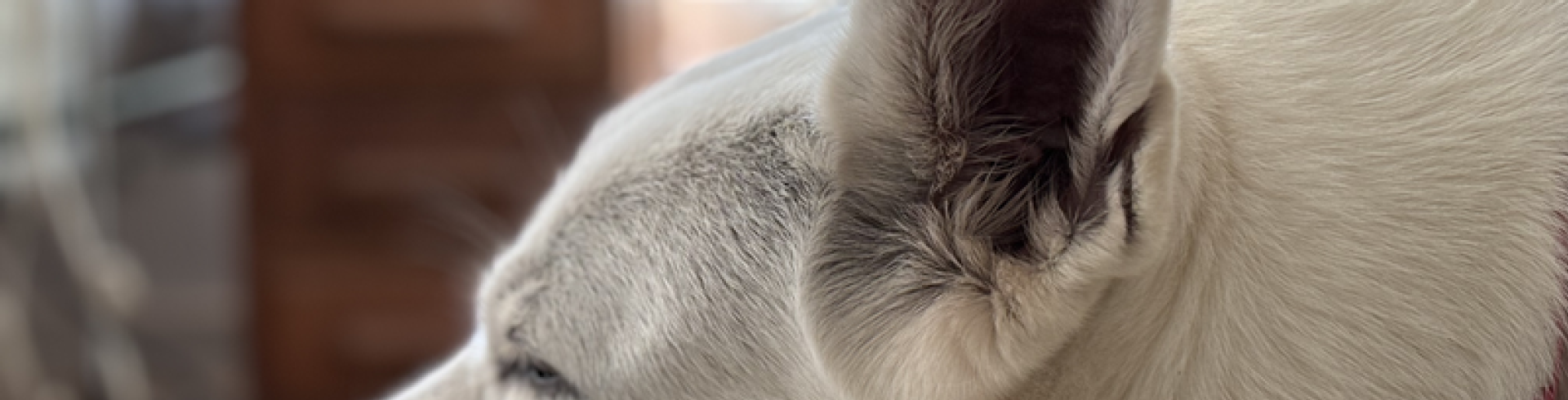 Sunnyside White Swiss Shepherds / Clarksville VA /