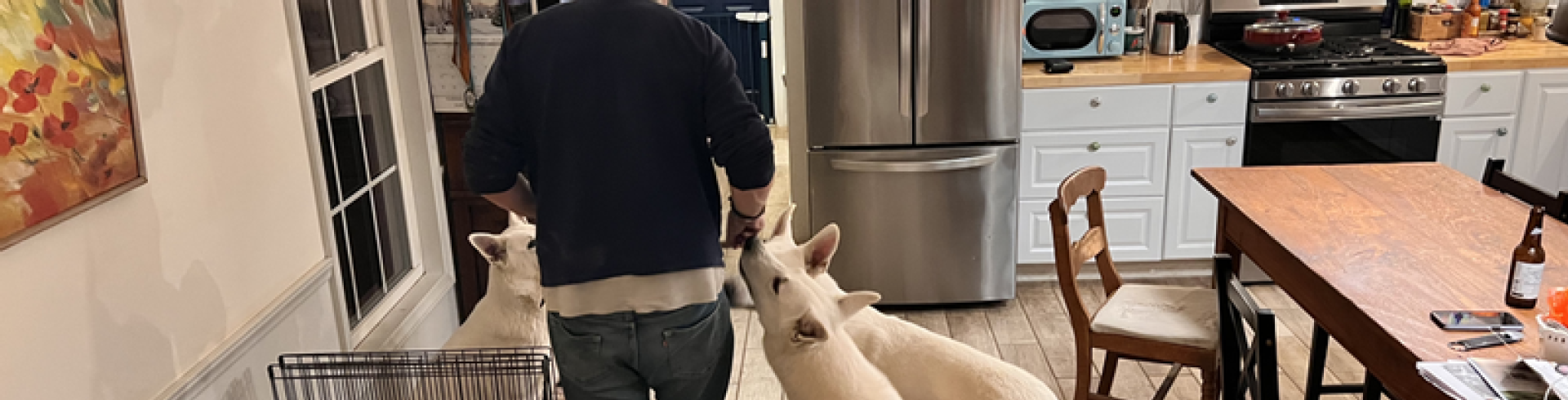 Sunnyside White Swiss Shepherds / Clarksville VA / Treat time!!!