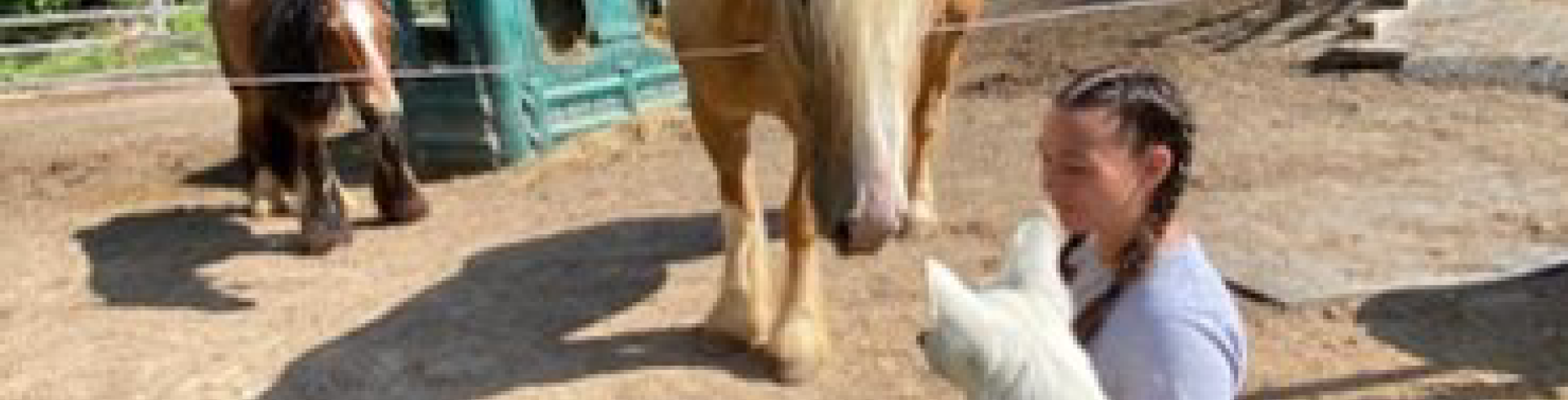 Sunnyside White Swiss Shepherds / Clarksville VA / Sweet Jane, one year