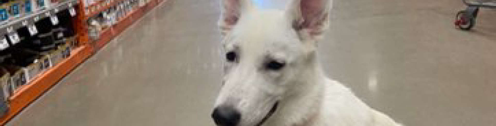 Sunnyside White Swiss Shepherds / Clarksville VA / Date with Tamaskan Callie cancelled