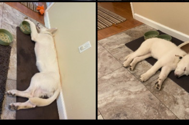 The Sunnyside Sisters Bed and Breakfast / Clarksville VA / Mojo’s favorite spot❤️