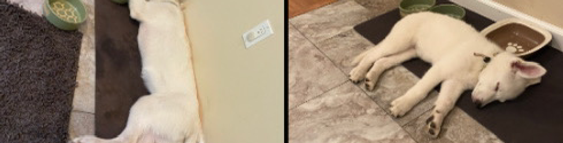 Sunnyside White Swiss Shepherds / Clarksville VA / Mojo’s favorite spot❤️