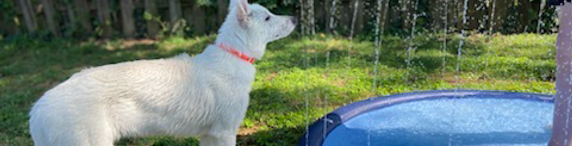 Sunnyside White Swiss Shepherds / Clarksville VA / Mojo’s staples are out!