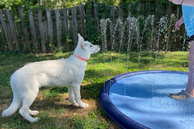 The Sunnyside Sisters Bed and Breakfast / Clarksville VA / Mojo’s staples are out!