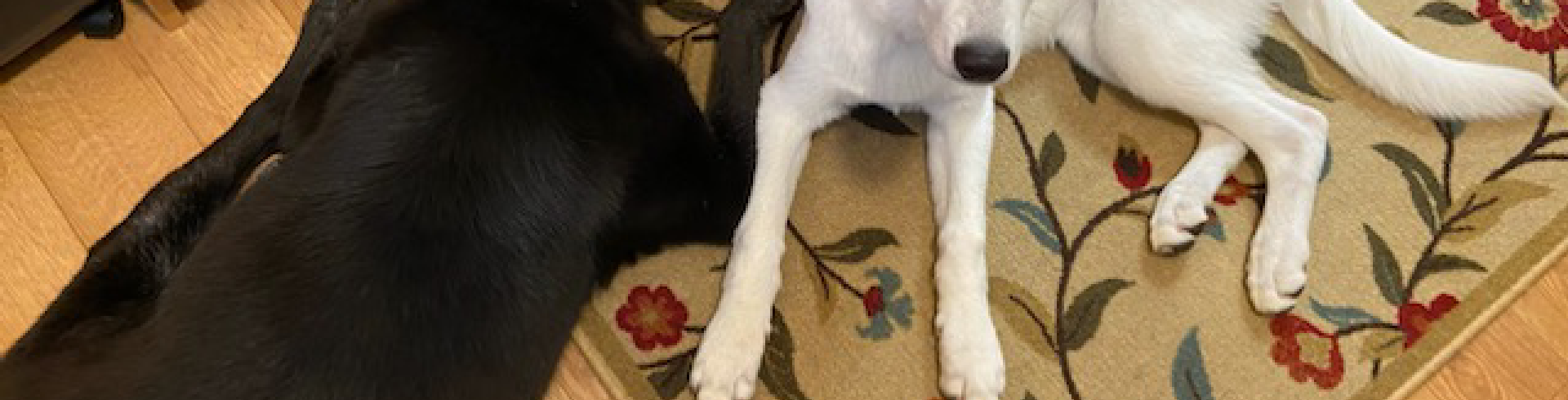 Sunnyside White Swiss Shepherds / Clarksville VA /