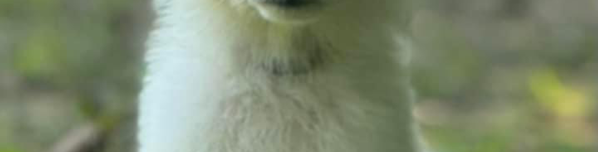 Sunnyside White Swiss Shepherds / Clarksville VA / Long coat male WSS puppy for sale