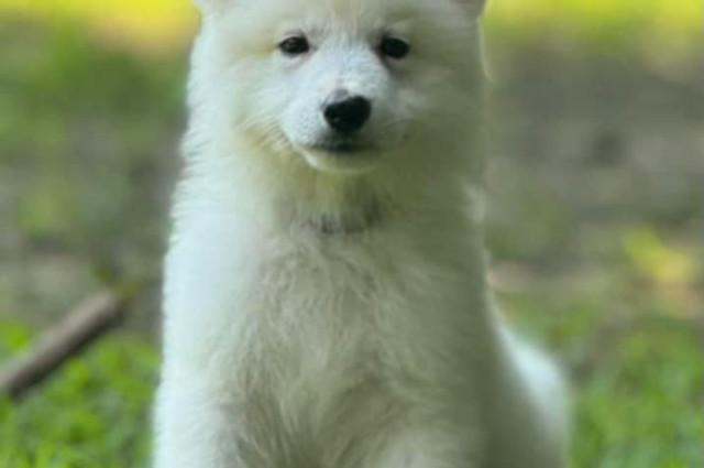 The Sunnyside Sisters Bed and Breakfast / Clarksville VA / Long coat male WSS puppy for sale