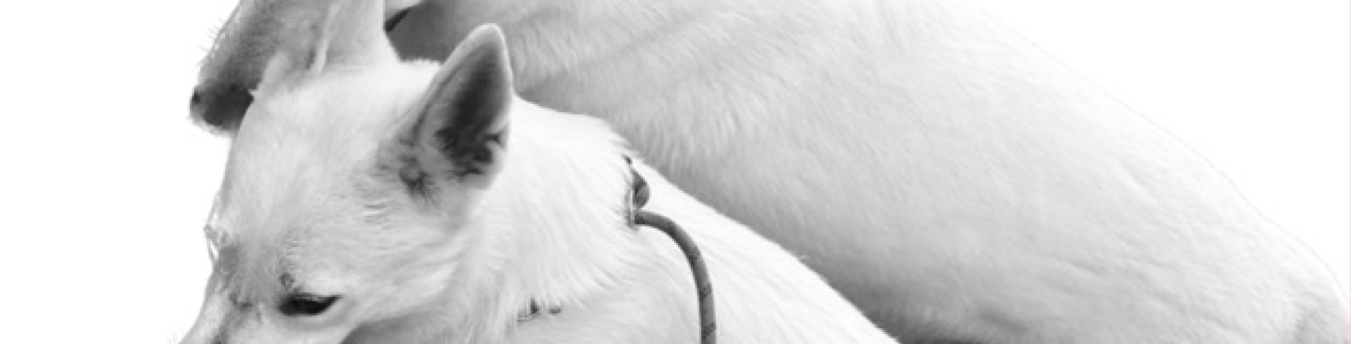 Sunnyside White Swiss Shepherds / Clarksville VA / Gelukkig Nieuwjaar!!!