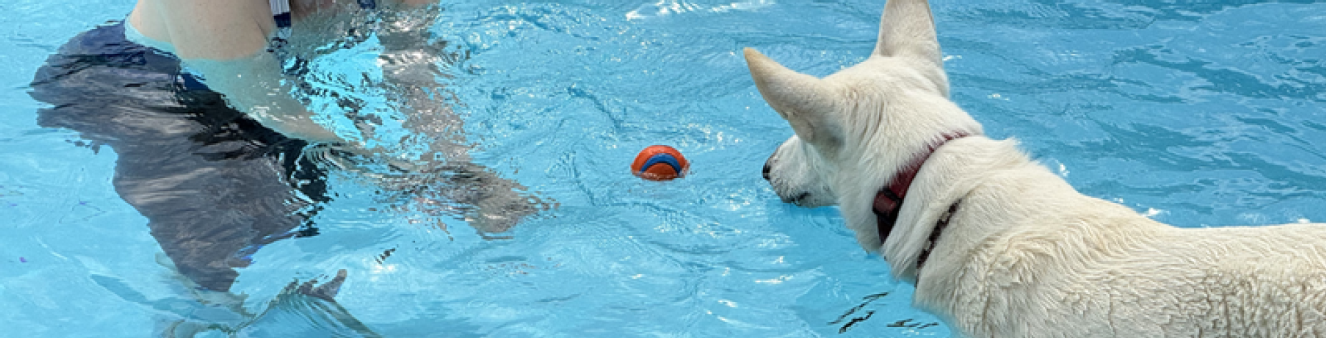 Sunnyside White Swiss Shepherds / Clarksville VA /