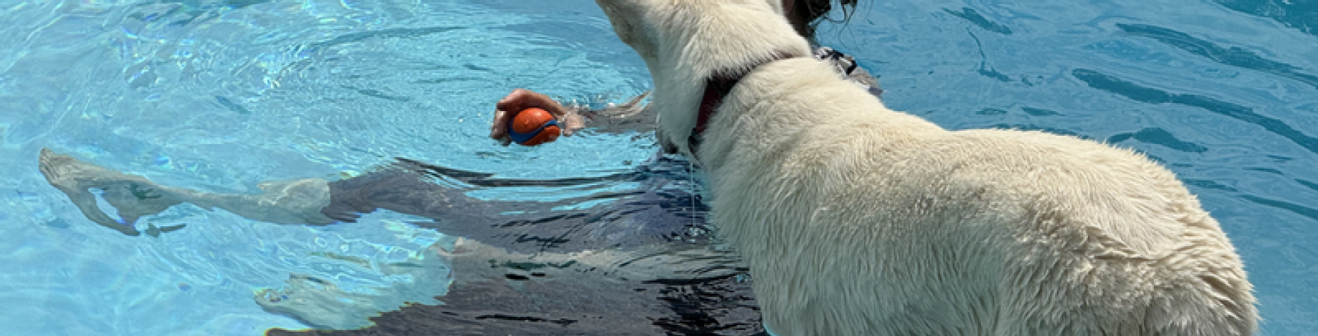 Sunnyside White Swiss Shepherds / Clarksville VA /