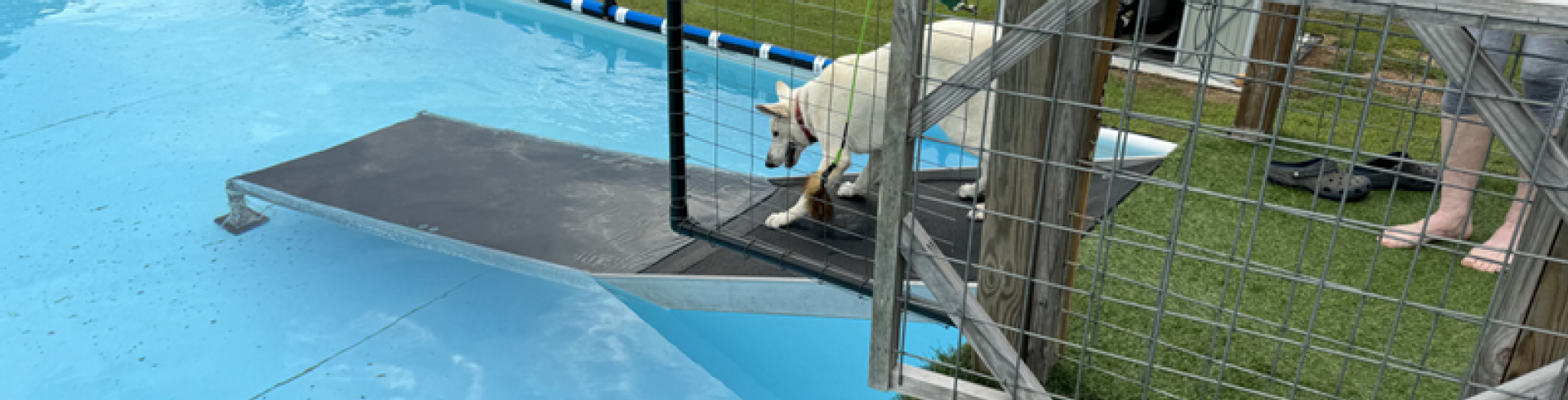 Sunnyside White Swiss Shepherds / Clarksville VA /