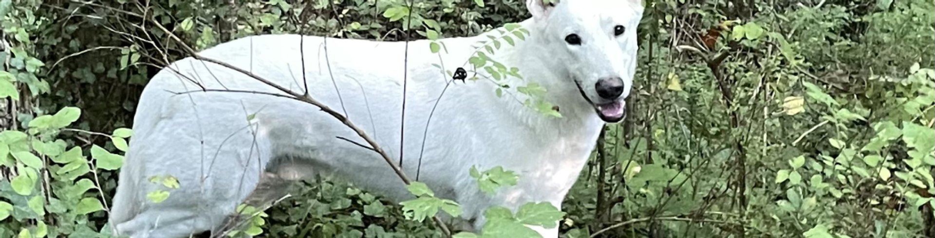 Sunnyside White Swiss Shepherds / Clarksville VA /