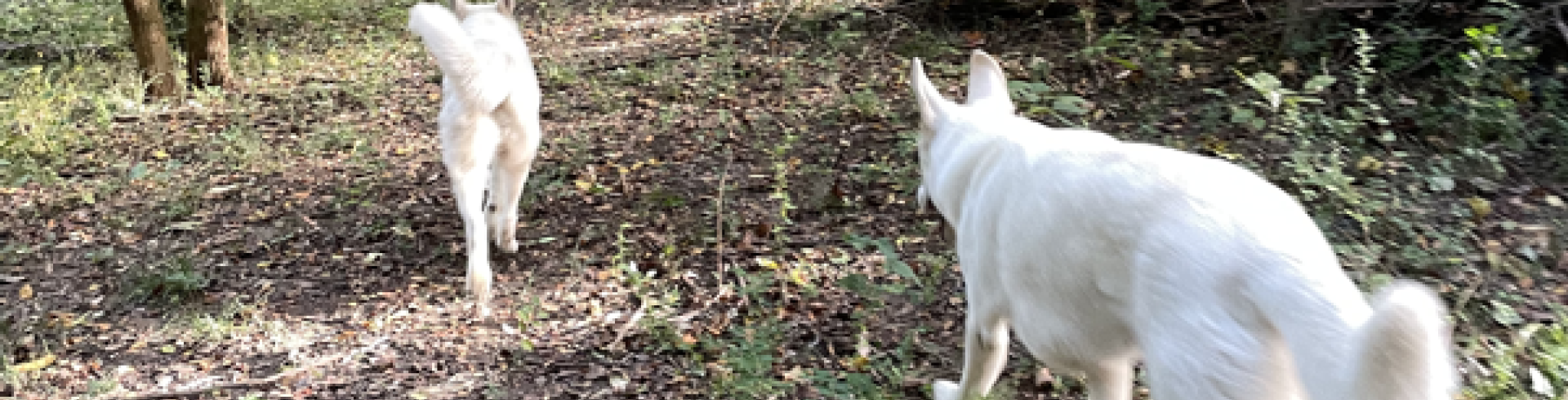 Sunnyside White Swiss Shepherds / Clarksville VA /