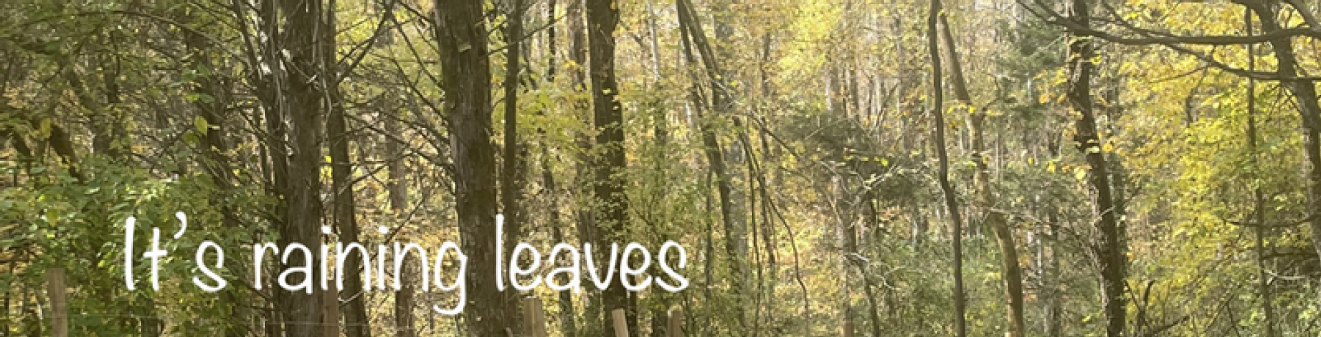 Sunnyside White Swiss Shepherds / Clarksville VA /