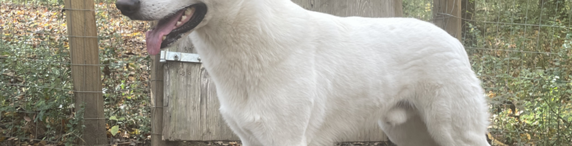 Sunnyside White Swiss Shepherds / Clarksville VA /