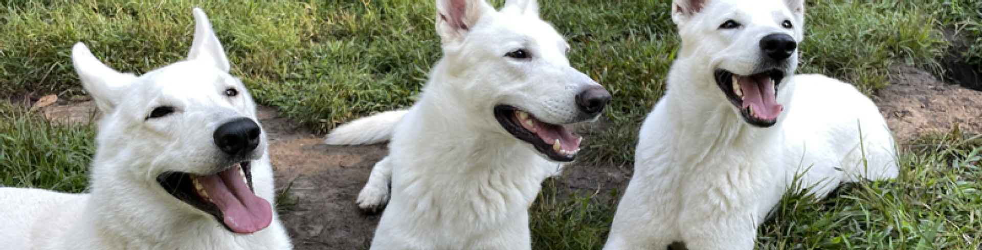 Sunnyside White Swiss Shepherds / Clarksville VA /