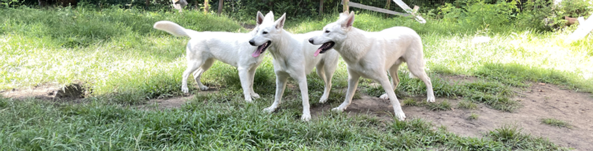 Sunnyside White Swiss Shepherds / Clarksville VA /