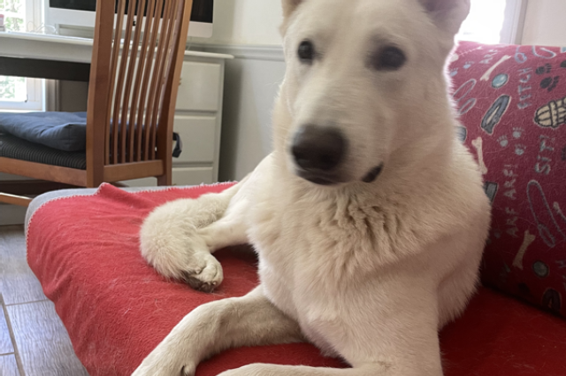 The Sunnyside Sisters Bed and Breakfast / Clarksville VA / Happy Birthday Mijne!!!