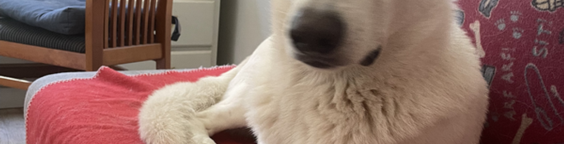 Sunnyside White Swiss Shepherds / Clarksville VA / Happy Birthday Mijne!!!