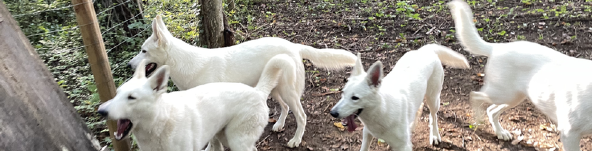 Sunnyside White Swiss Shepherds / Clarksville VA / Lets play Fitch!
