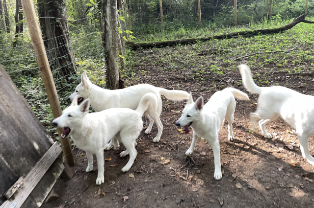 The Sunnyside Sisters Bed and Breakfast / Clarksville VA / Lets play Fitch!