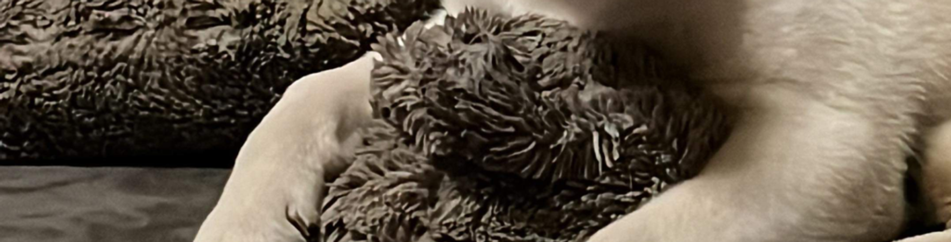 Sunnyside White Swiss Shepherds / Clarksville VA /