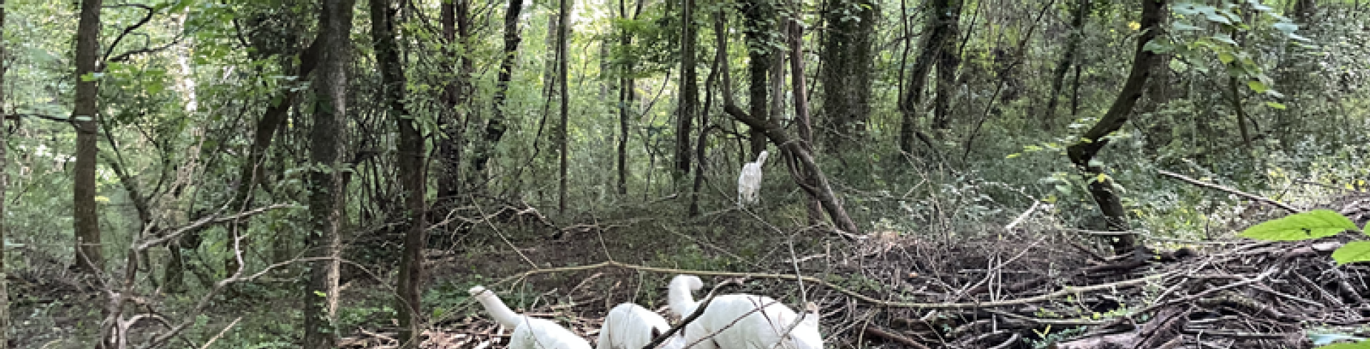 Sunnyside White Swiss Shepherds / Clarksville VA /