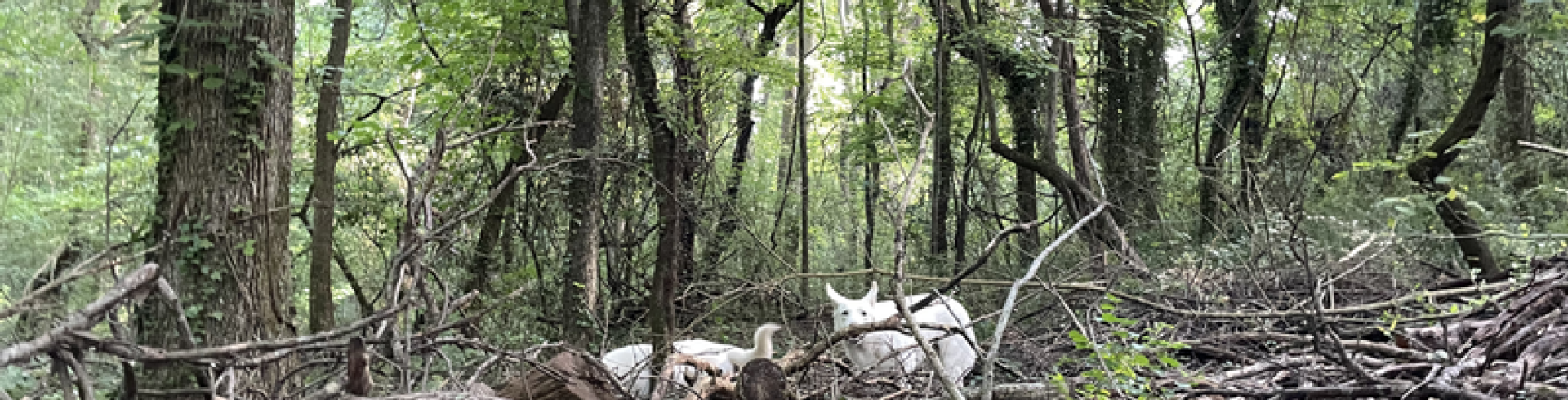 Sunnyside White Swiss Shepherds / Clarksville VA /