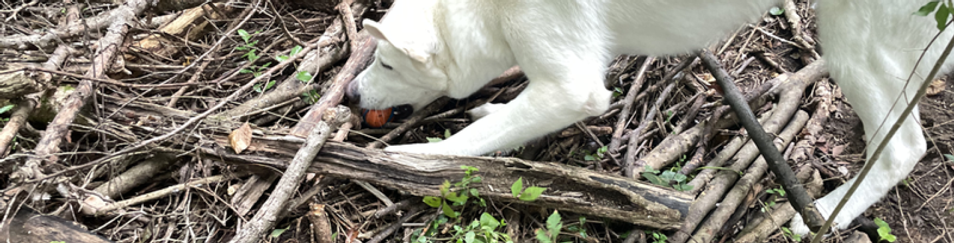 Sunnyside White Swiss Shepherds / Clarksville VA /
