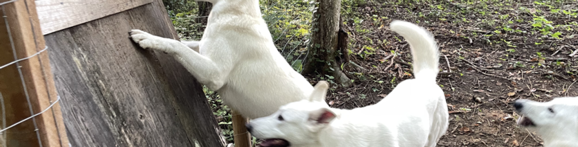 Sunnyside White Swiss Shepherds / Clarksville VA /