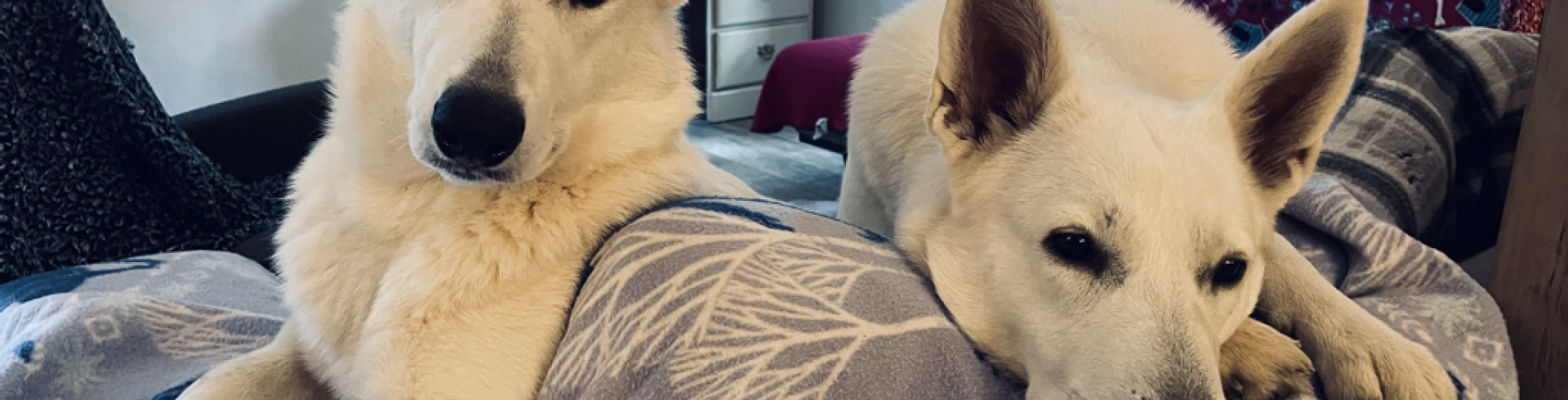 Sunnyside White Swiss Shepherds / Clarksville VA / Happy Labor Day