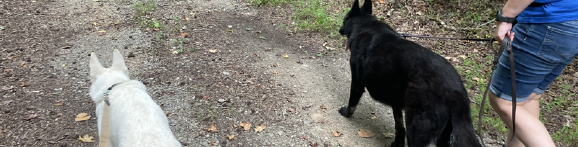Sunnyside White Swiss Shepherds / Clarksville VA / Socialization walk with Jane