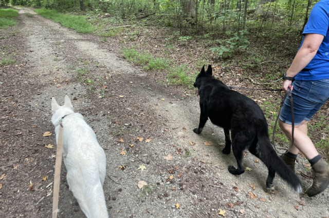 The Sunnyside Sisters Bed and Breakfast / Clarksville VA / Socialization walk with Jane