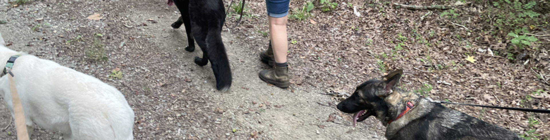 Sunnyside White Swiss Shepherds / Clarksville VA /