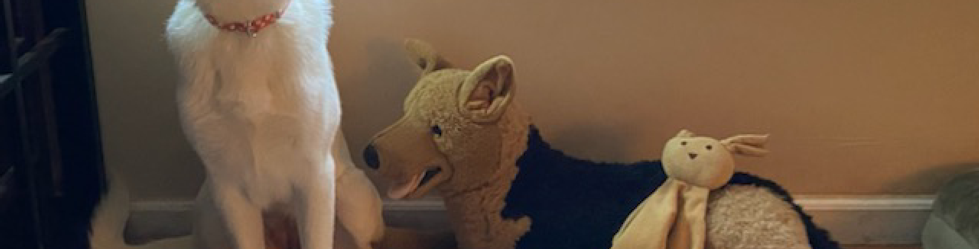 Sunnyside White Swiss Shepherds / Clarksville VA / 'A' pup Venture 6 months today!!!